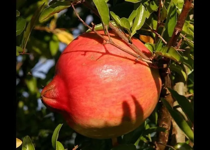 Capers Сasa de vacaciones