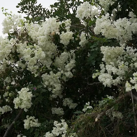 Capers 度假居